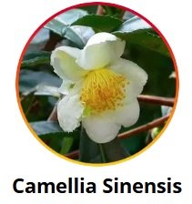 Camellia Sinensis