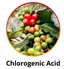 Chlorogenic Acid