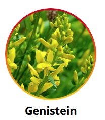 Genistein