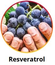 Resveratrol